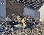 Capi_Dubne_20260528_062003.jpg