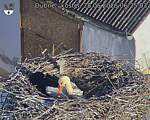 Capi_Dubne_20260528_062503.jpg