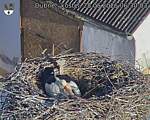 Capi_Dubne_20260528_063003.jpg