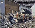 Capi_Dubne_20260528_063504.jpg