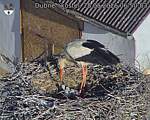 Capi_Dubne_20260528_065003.jpg