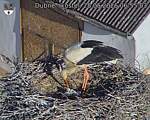 Capi_Dubne_20260528_065503.jpg