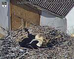 Capi_Dubne_20260528_070003.jpg