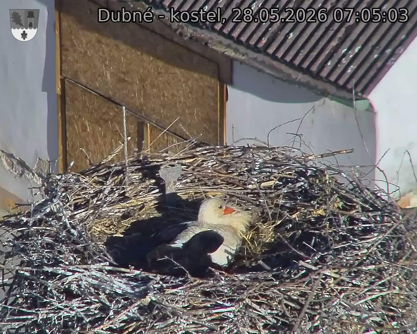Capi_Dubne_20260528_070503.jpg (1350&nbsp;x&nbsp;1080)