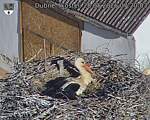 Capi_Dubne_20260528_072003.jpg