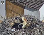 Capi_Dubne_20260528_072502.jpg