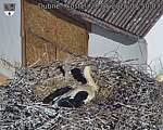 Capi_Dubne_20260528_075003.jpg