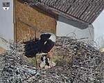 Capi_Dubne_20260528_080003.jpg