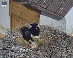 Capi_Dubne_20260528_080502.jpg