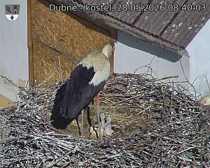 Capi_Dubne_20260528_084003.jpg (1350&nbsp;x&nbsp;1080)