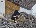 Capi_Dubne_20260528_085003.jpg