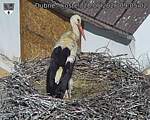 Capi_Dubne_20260528_090502.jpg