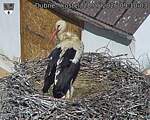 Capi_Dubne_20260528_091003.jpg
