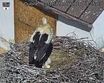Capi_Dubne_20260528_092503.jpg