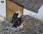 Capi_Dubne_20260528_094503.jpg