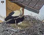 Capi_Dubne_20260528_095504.jpg