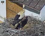 Capi_Dubne_20260528_101003.jpg