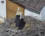 Capi_Dubne_20260528_103003.jpg