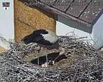 Capi_Dubne_20260528_104003.jpg