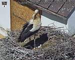 Capi_Dubne_20260528_104502.jpg