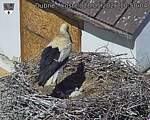 Capi_Dubne_20260528_105004.jpg