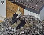Capi_Dubne_20260528_110003.jpg