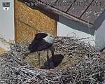 Capi_Dubne_20260528_111503.jpg