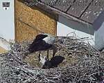 Capi_Dubne_20260528_112003.jpg