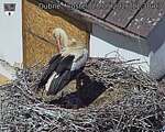 Capi_Dubne_20260528_113003.jpg