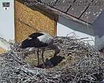 Capi_Dubne_20260528_114003.jpg