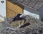 Capi_Dubne_20260528_120502.jpg