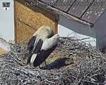 Capi_Dubne_20260528_122503.jpg