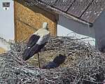 Capi_Dubne_20260528_123503.jpg
