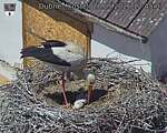 Capi_Dubne_20260528_124503.jpg