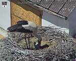 Capi_Dubne_20260528_130002.jpg