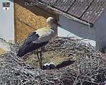 Capi_Dubne_20260528_131005.jpg