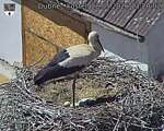 Capi_Dubne_20260528_132003.jpg
