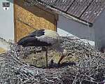 Capi_Dubne_20260528_132503.jpg