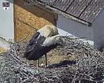 Capi_Dubne_20260528_133002.jpg