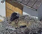 Capi_Dubne_20260528_133503.jpg