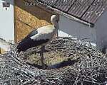 Capi_Dubne_20260528_134503.jpg