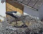 Capi_Dubne_20260528_135003.jpg