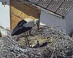 Capi_Dubne_20260528_140503.jpg