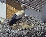 Capi_Dubne_20260528_141002.jpg