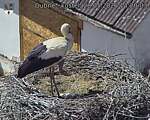 Capi_Dubne_20260528_142003.jpg
