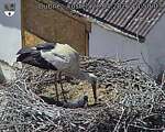 Capi_Dubne_20260528_145003.jpg