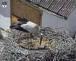 Capi_Dubne_20260528_150003.jpg