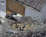 Capi_Dubne_20260528_150503.jpg