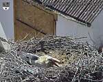 Capi_Dubne_20260528_152002.jpg