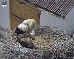 Capi_Dubne_20260528_155003.jpg